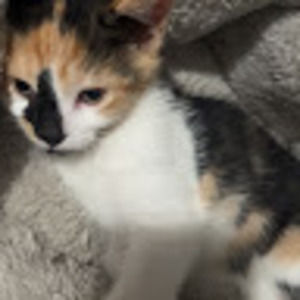 Meet your Posher, Onyx